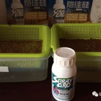 世普瑞鎧佳硅水稻種浸種試驗