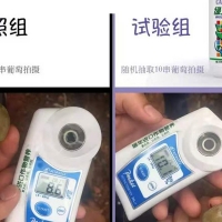 綠力鈣富磷葡萄轉(zhuǎn)色增甜試驗-實地照片對比