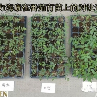 [試驗]綠力海康能有效促進(jìn)番茄苗根系生長，提高苗的強(qiáng)壯性