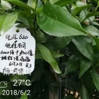 鎧佳硅為您的柑橘生長保駕護航