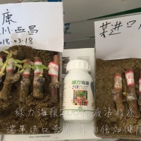 用綠力?？灯咸阎l爆發(fā)式生根