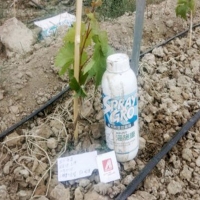 海施康+優(yōu)碳，葡萄幼苗定植生根實(shí)驗(yàn)