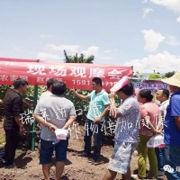云南元謀舉辦綠力優(yōu)根現(xiàn)場觀摩會