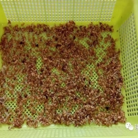 鎧佳硅水稻育苗對比試驗