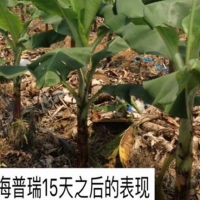 香蕉使用海普瑞，改善黃葉改善土壤狀況