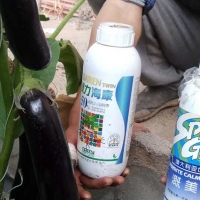 用綠力海康，茄子烏黑靚麗有光澤