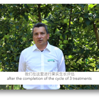 益膨達在意大利蘋果園的使用效果，促進果實自然膨大，更優(yōu)品質(zhì)，更好色澤