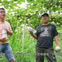 獼猴桃種植管理經(jīng)驗分享
