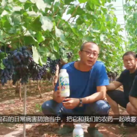 西昌葡萄種植管理經(jīng)驗分享